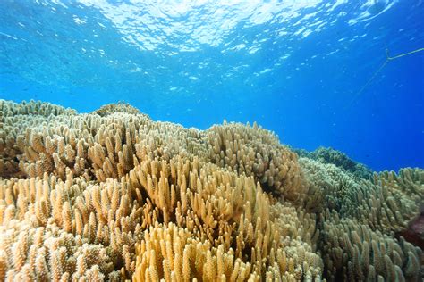 indonesia to create a marine sanctuary